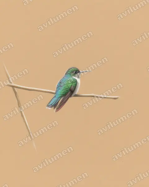 Ilustración en Lápiz de color: Abeillia abeillei (Colibrí de Abeillé​)