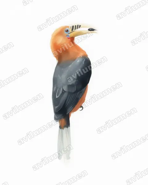 Illustration im Stil Aquarell: Nepalhornvogel (Aceros nipalensis)