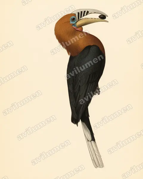 Illustration im Stil Historische Tafel: Nepalhornvogel (Aceros nipalensis)