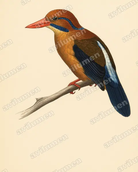 Vintage plate illustration: Actenoides bougainvillei (Moustached Kingfisher)