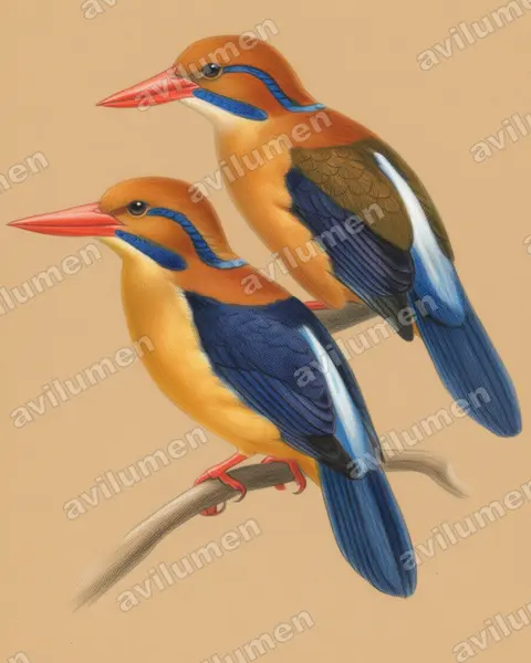 Colored pencil illustration: Actenoides bougainvillei (Moustached Kingfisher)
