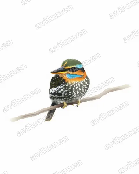 Watercolor illustration: Actenoides lindsayi (Spotted Wood Kingfisher)