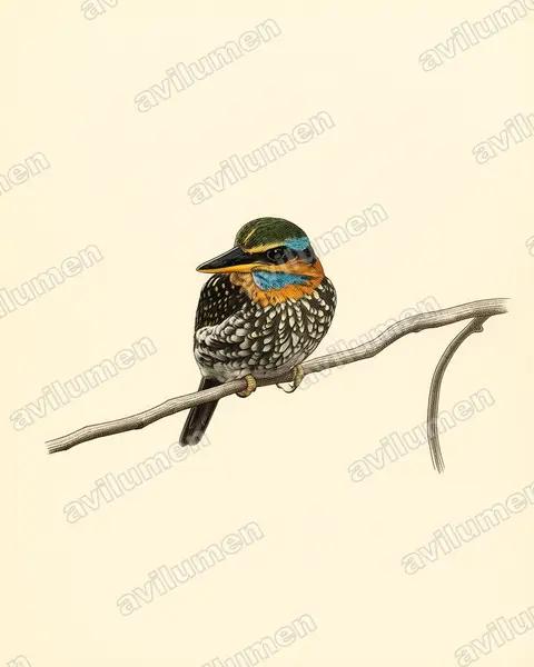 Vintage plate illustration: Actenoides lindsayi (Spotted Wood Kingfisher)