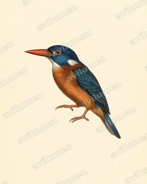 Vintage plate illustration: Actenoides monachus (Green-backed Kingfisher)