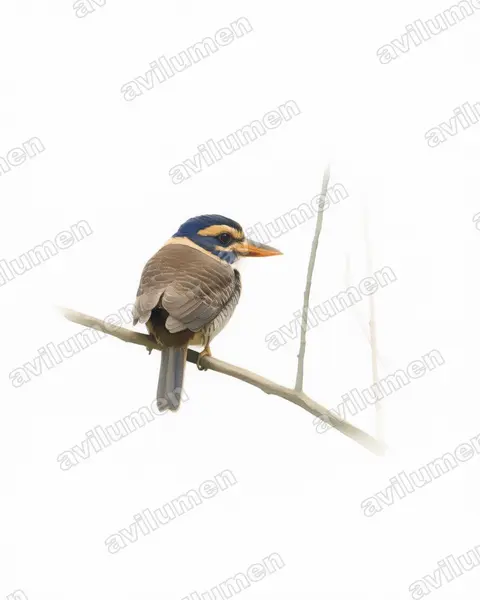 Illustration Aquarelle : Actenoides princeps (Martin-chasseur royal)