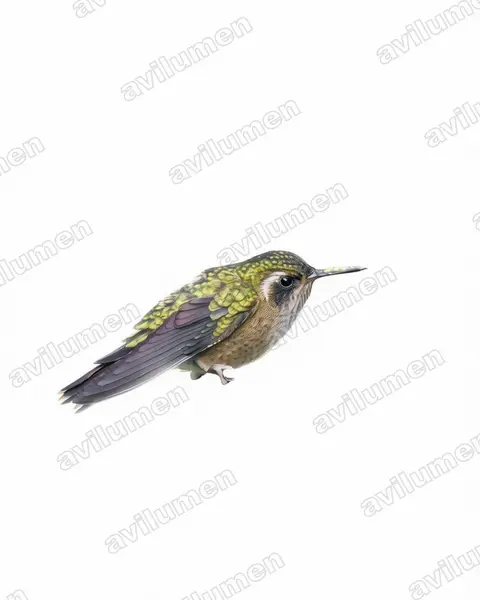Illustration Aquarelle : Adelomyia melanogenys (Colibri moucheté)