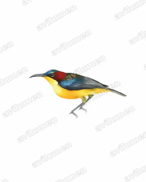 Elegant Sunbird(Aethopyga duyvenbodei)的水彩插画
