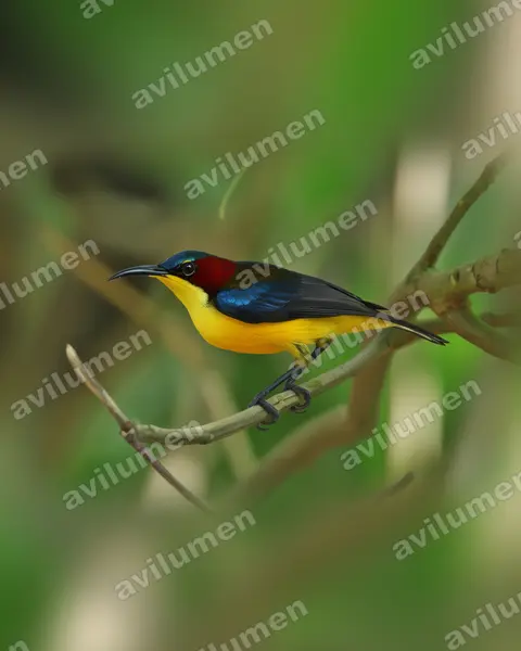 Elegant Sunbird(Aethopyga duyvenbodei)的写实插画