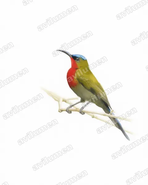 白胁太阳鸟（Aethopyga eximia）的水彩插画