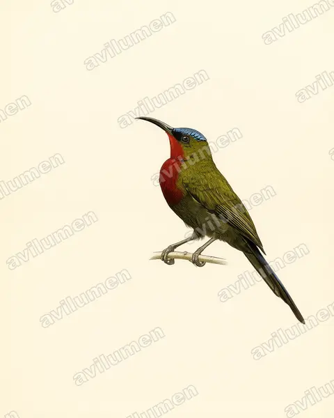 白胁太阳鸟（Aethopyga eximia）的古典图版插画
