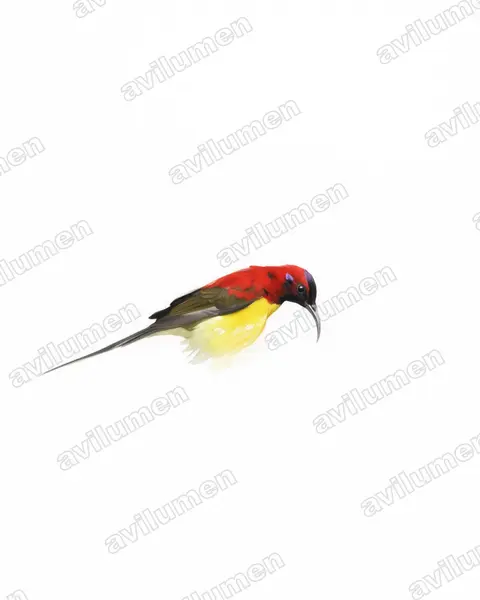 Ilustración en Acuarela: Aethopyga gouldiae (Suimanga de Gould)