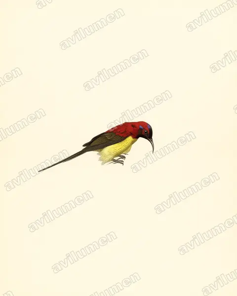 Ilustración en Lámina antigua: Aethopyga gouldiae (Suimanga de Gould)