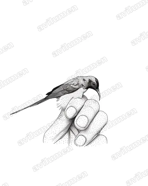 Ilustración en Tinta: Aethopyga gouldiae (Suimanga de Gould)