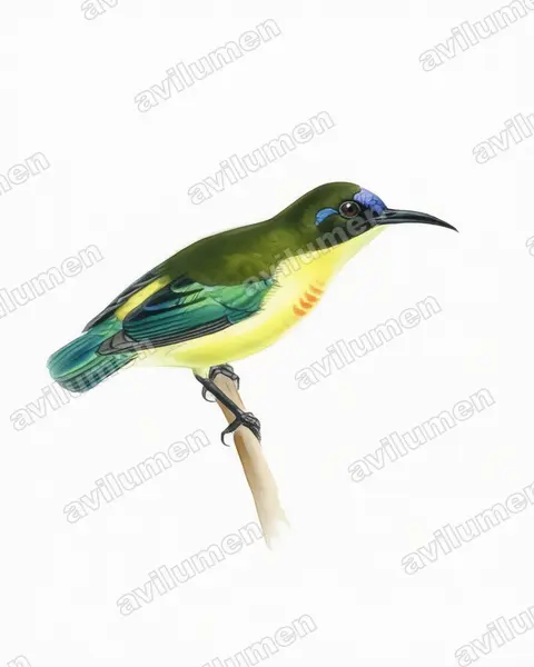 Watercolor illustration: Aethopyga jefferyi (Luzon Sunbird)