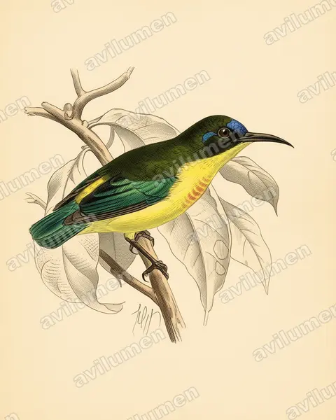 Vintage plate illustration: Aethopyga jefferyi (Luzon Sunbird)