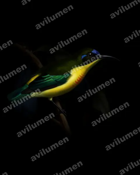 Oil illustration: Aethopyga jefferyi (Luzon Sunbird)