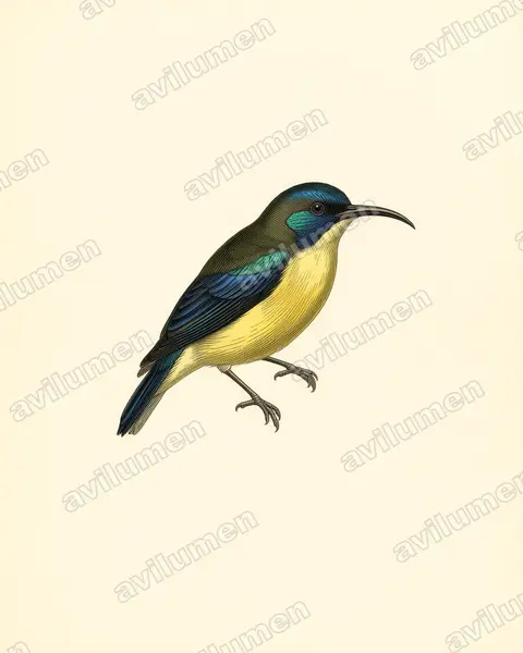 Ilustración en Lámina antigua: Aethopyga linaraborae (Suimanga de Lina​)