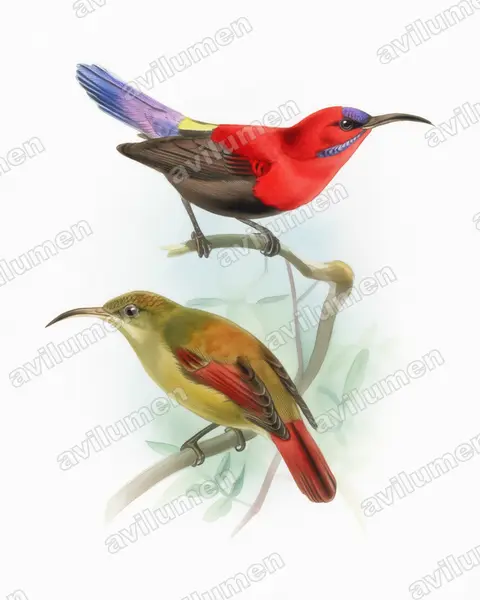Magnificent Sunbird（Aethopyga magnifica）的水彩插画
