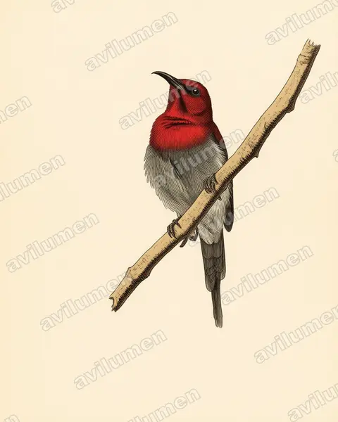 Illustration Planche ancienne : Aethopyga mystacalis (Souimanga écarlate)