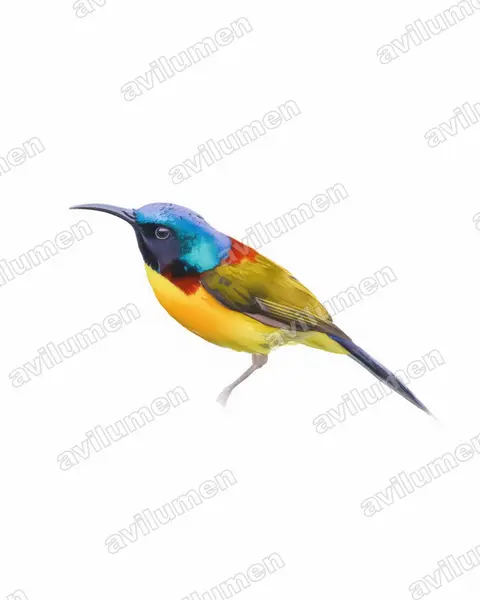 Illustration Aquarelle : Aethopyga nipalensis (Souimanga à queue verte)