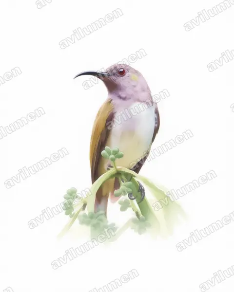 Illustration Aquarelle : Aethopyga primigenia (Souimanga de Hachisuka)