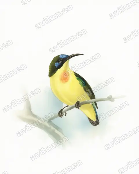 Illustration Aquarelle : Aethopyga pulcherrima (Souimanga montagnard)