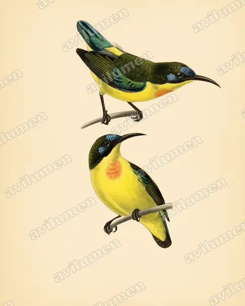 Illustration Planche ancienne : Aethopyga pulcherrima (Souimanga montagnard)