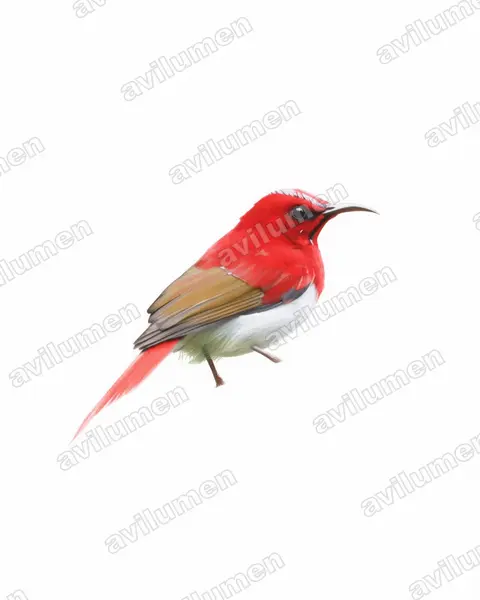 Ilustración en Acuarela: Aethopyga temminckii (Suimanga de Temminck)