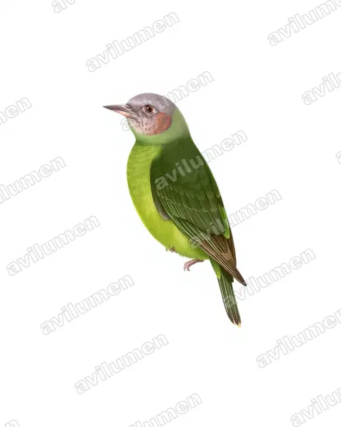 Ilustración en Lámina antigua: Agapornis canus (Inseparable malgache​)