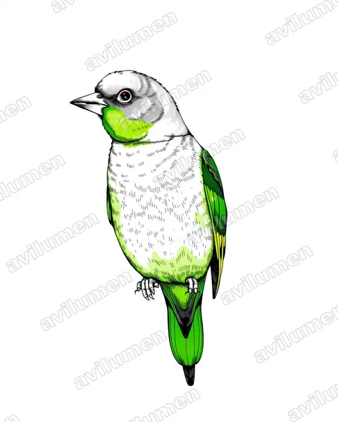 Ilustración en Tinta: Agapornis canus (Inseparable malgache​)