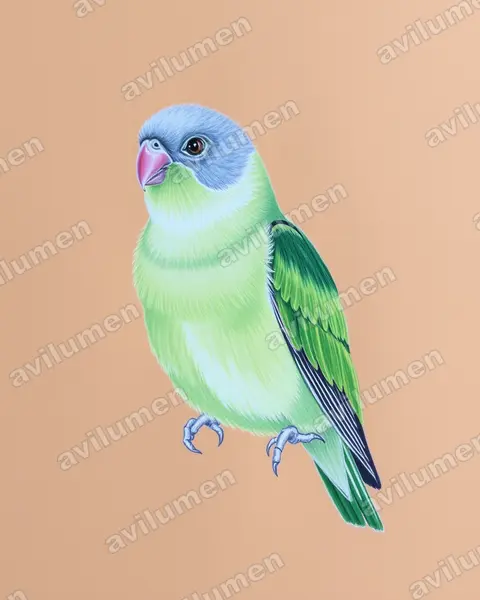 Ilustración en Lápiz de color: Agapornis canus (Inseparable malgache​)