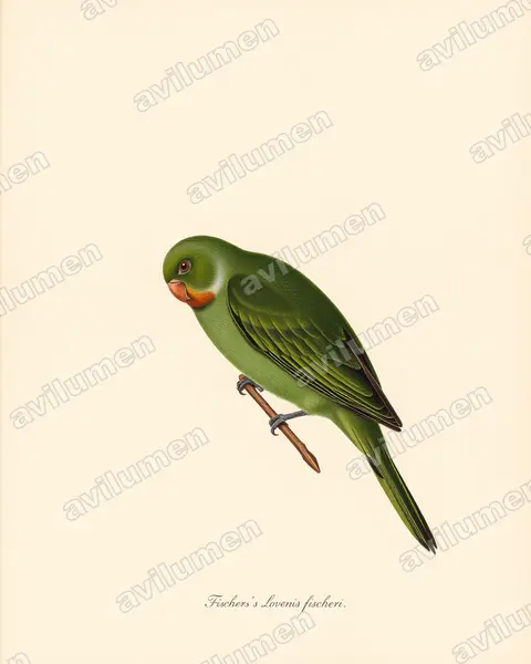 Ilustración en Lámina antigua: Agapornis fischeri (Inseparable de Fischer)