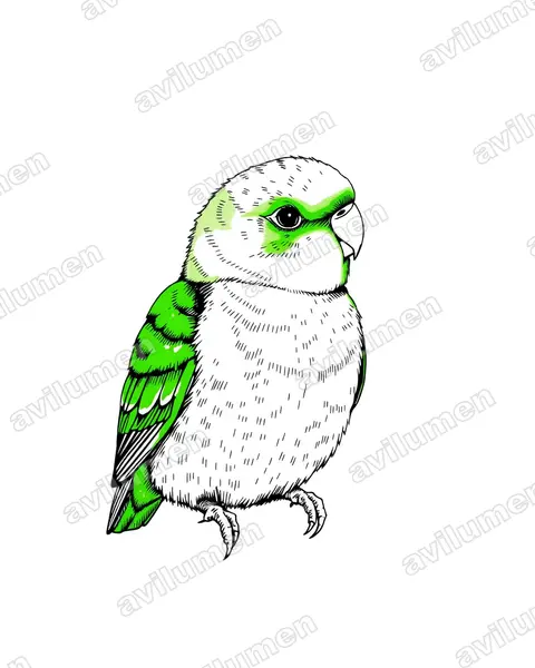 Ilustración en Tinta: Agapornis fischeri (Inseparable de Fischer)