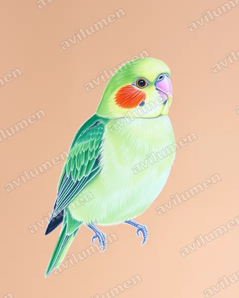 Ilustración en Lápiz de color: Agapornis fischeri (Inseparable de Fischer)