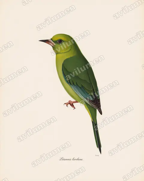 尼亞薩情侶鸚鵡（Agapornis lilianae）的古典图版插画
