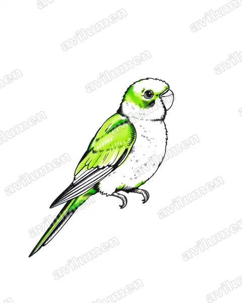 尼亞薩情侶鸚鵡（Agapornis lilianae）的钢笔墨线插画