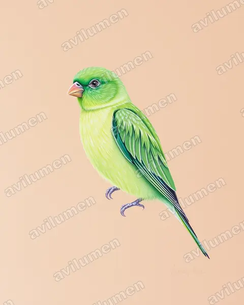 尼亞薩情侶鸚鵡（Agapornis lilianae）的彩色铅笔插画