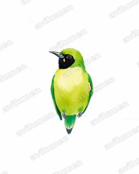 Illustration Aquarelle : Agapornis nigrigenis (Inséparable à joues noires)