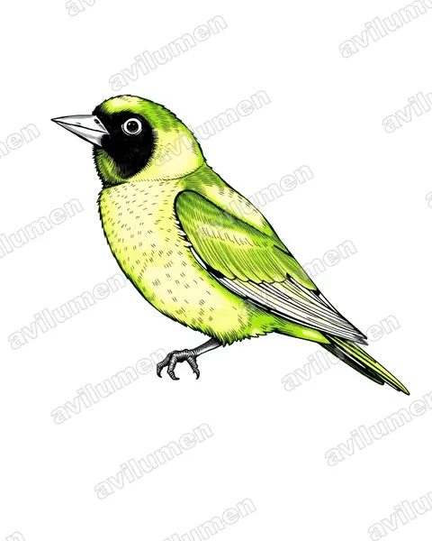 Illustration Encre : Agapornis nigrigenis (Inséparable à joues noires)