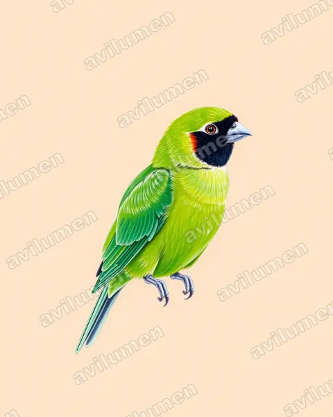 Illustration Crayon de couleur : Agapornis nigrigenis (Inséparable à joues noires)