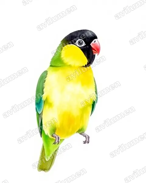 Ilustración en Acuarela: Agapornis personatus (Inseparable enmascarado)
