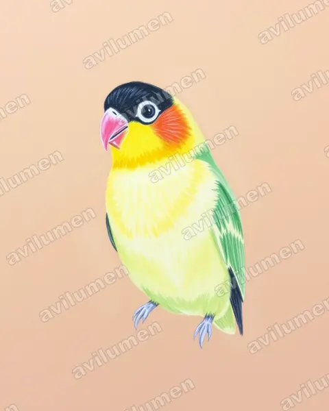 Ilustración en Lápiz de color: Agapornis personatus (Inseparable enmascarado)