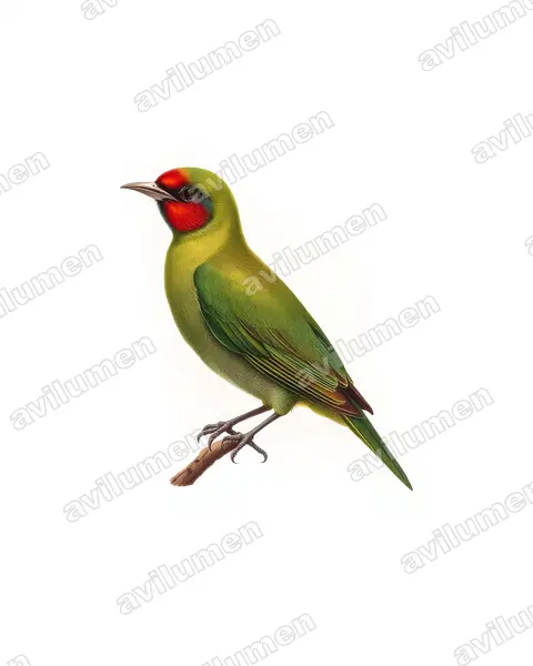 Vintage plate illustration: Agapornis pullarius (Red-faced lovebird)