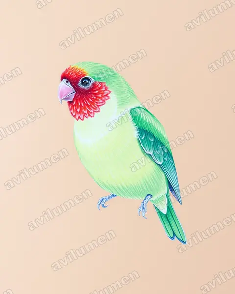 Colored pencil illustration: Agapornis pullarius (Red-faced lovebird)