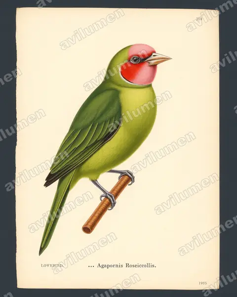 Ilustración en Lámina antigua: Agapornis roseicollis (Inseparable de Namibia​)