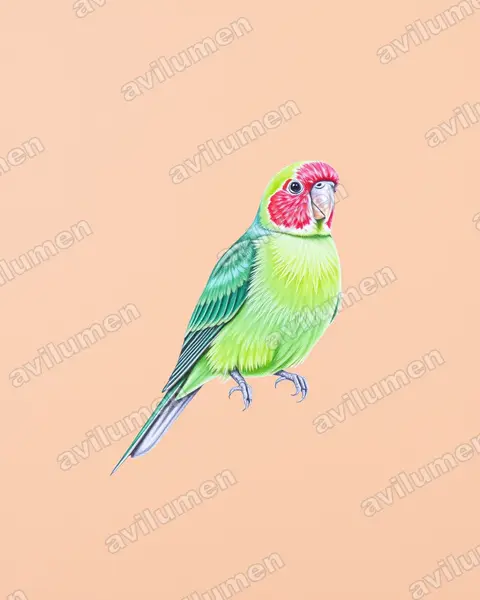 Ilustración en Lápiz de color: Agapornis roseicollis (Inseparable de Namibia​)