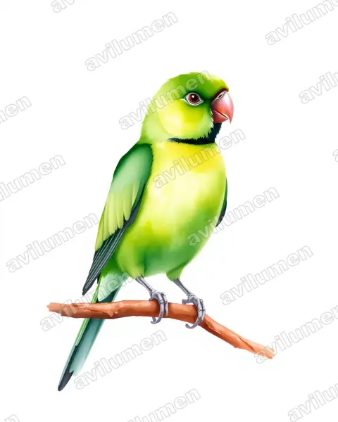 黑領情侶鸚鵡（Agapornis swindernianus）的水彩插画