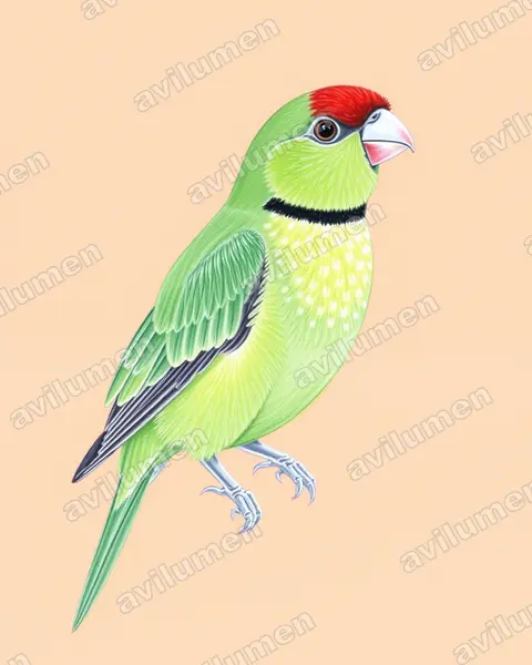 黑領情侶鸚鵡（Agapornis swindernianus）的彩色铅笔插画