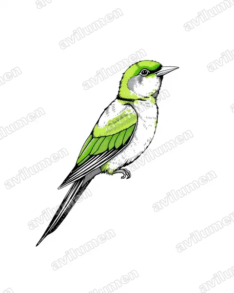 Illustration im Stil Tusche: Tarantapapagei (Agapornis taranta)
