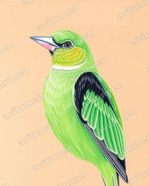 Illustration im Stil Buntstift: Tarantapapagei (Agapornis taranta)